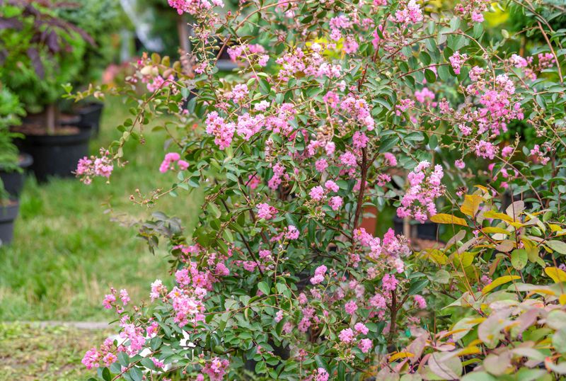 Decide whether your plant is a good deadheading candidate