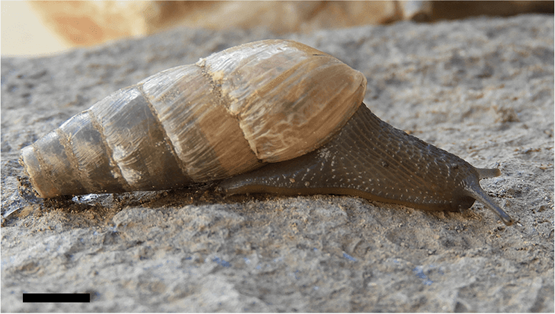 Decollate snails are a separate, limited biological-control option