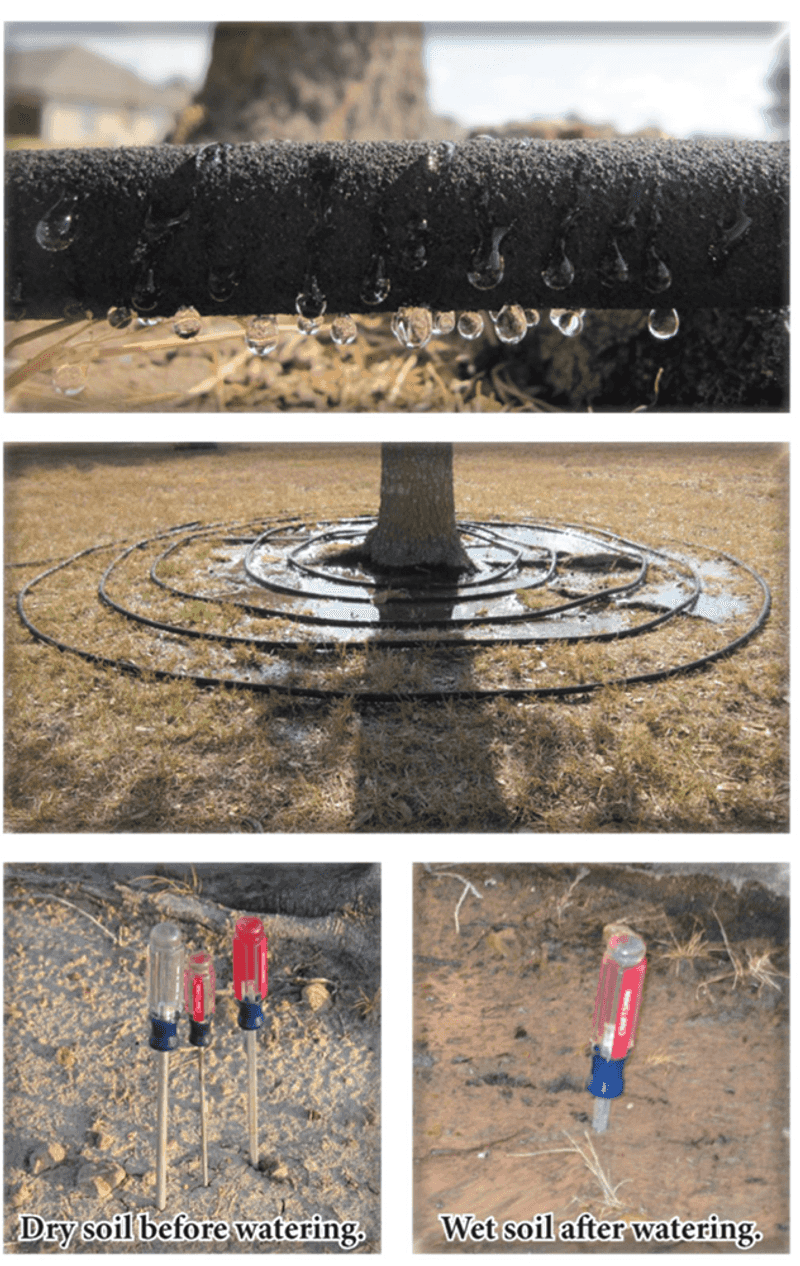 Deep watering means reaching the active root zone—not automatically three feet