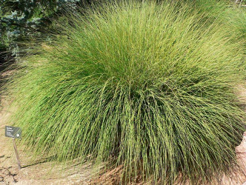 Deergrass (Muhlenbergia rigens)