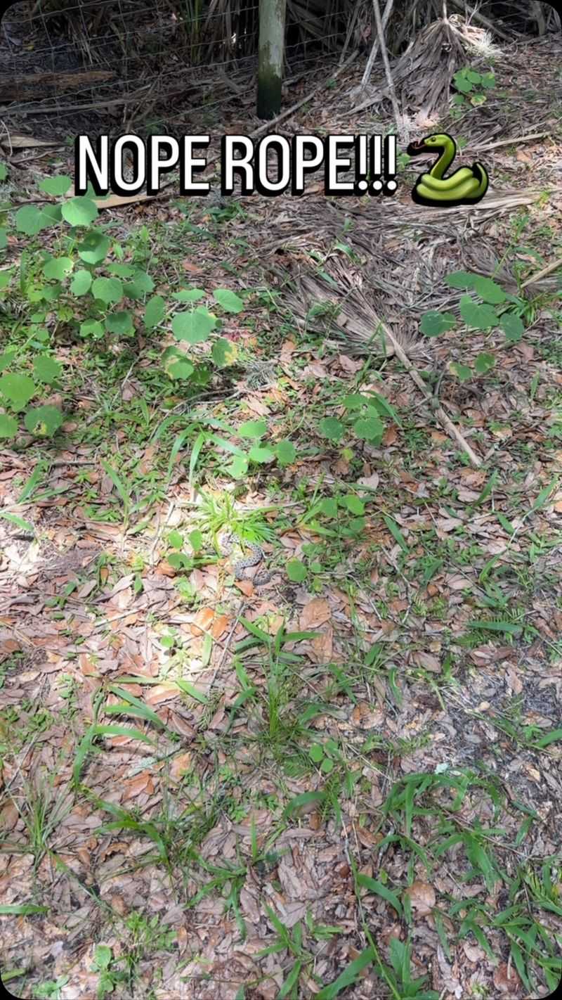 Dense Foundation Shrubs With Leaf Litter Underneath