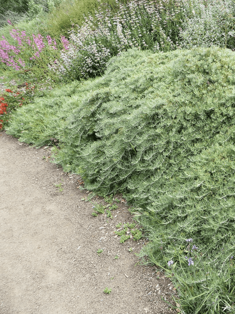 Dense, low cover can provide foraging habitat