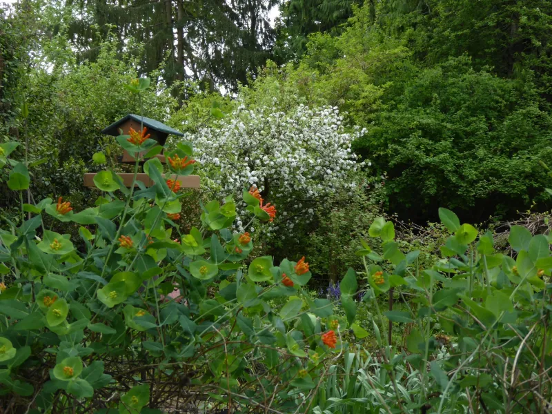 Dense shrub structure supports feeding, nesting, and shelter Dense shrub structure supports feeding, nesting, and shelter