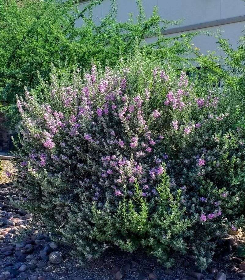 Dense shrubs provide the strongest habitat evidence Dense shrubs provide the strongest habitat evidence
