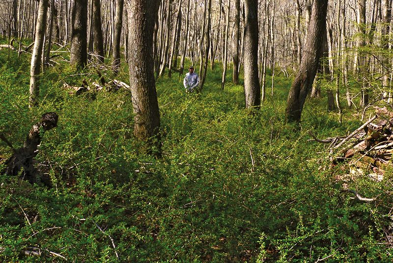 Dense stands may create a more tick-friendly habitat