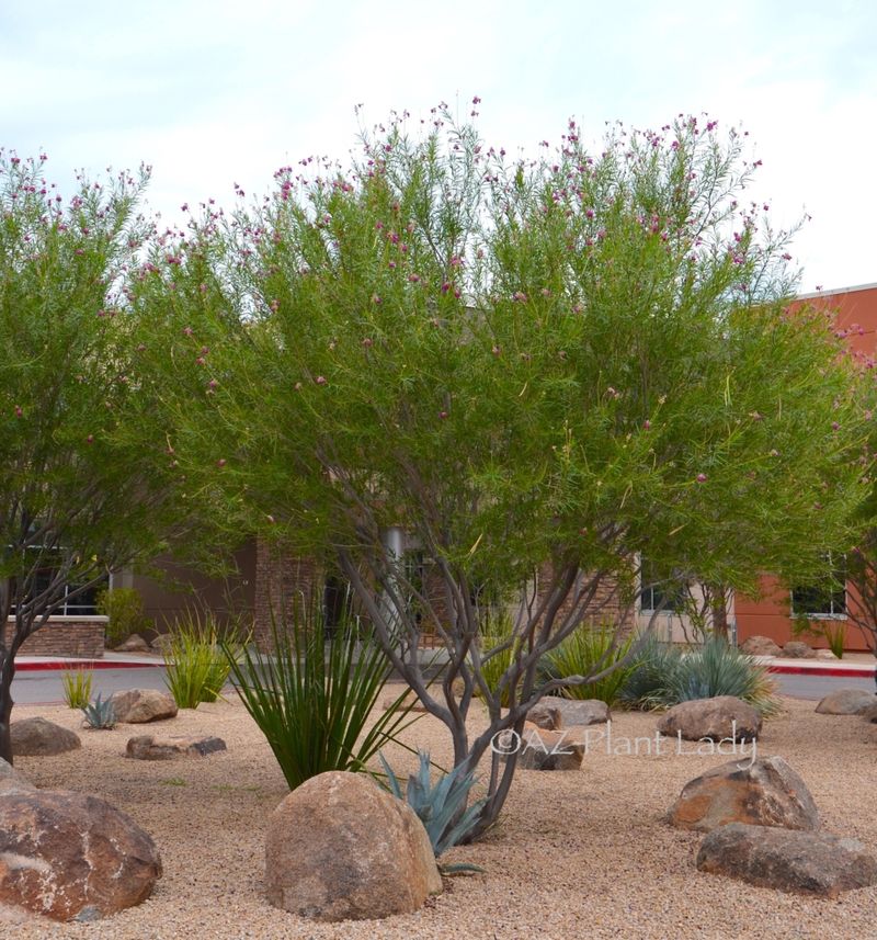 Desert willow fits many—not every—West Texas front yard