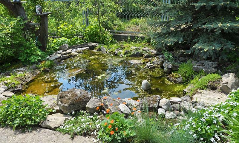 Design a Pond for Amphibians, Not Just Ornament