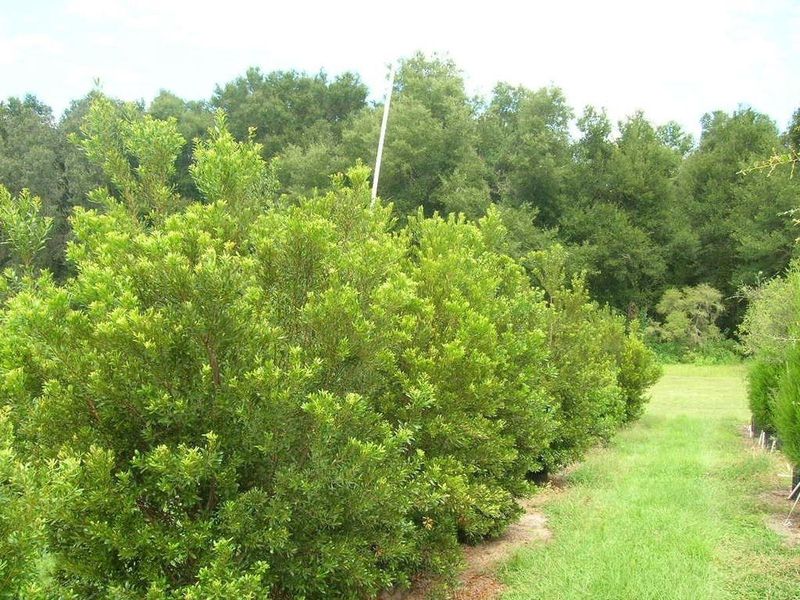 Design around mature width, not a tight hedge grid