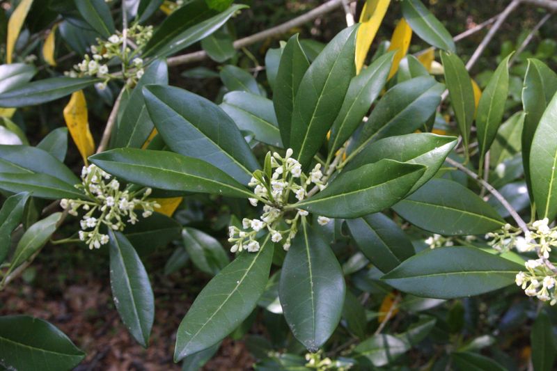 Devilwood (Wild Olive)