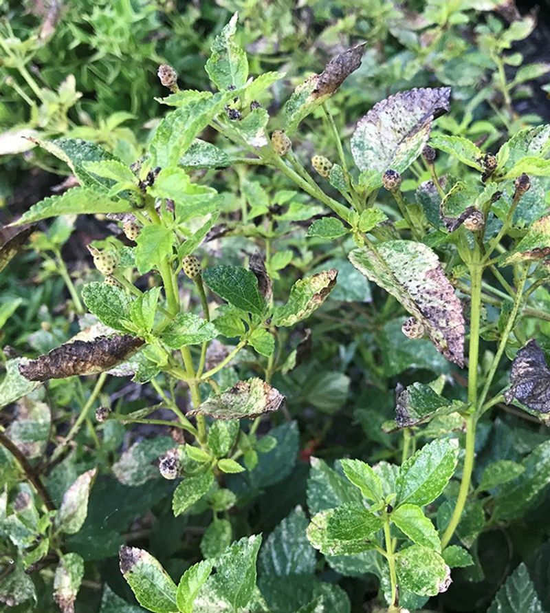 Diagnose Stress or Lace Bugs Before Blaming the Trim Diagnose Stress or Lace Bugs Before Blaming the Trim