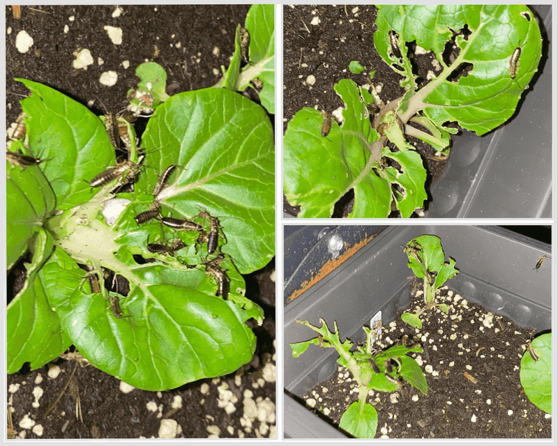 Diagnose earwigs and grubs before treating them