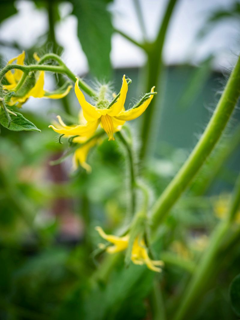 Diagnose the tomato problem before adding a companion