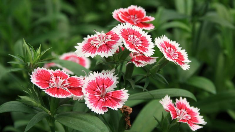 Dianthus