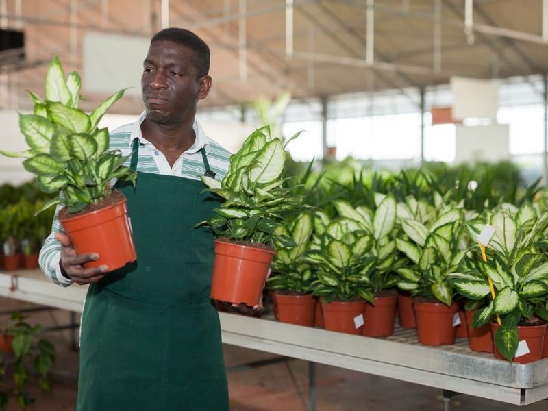 Dieffenbachia