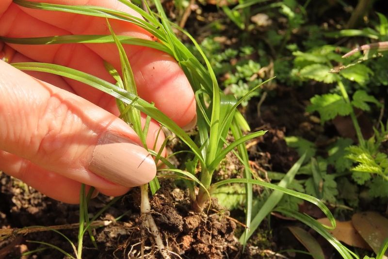 Dig isolated young plants instead of simply yanking leaves