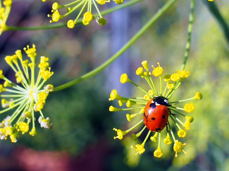 Dill Flowers Dill Flowers