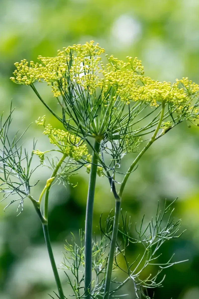 Dill (Mature)
