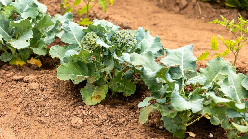 Direct-Sown Broccoli for Patient Gardeners Direct-Sown Broccoli for Patient Gardeners
