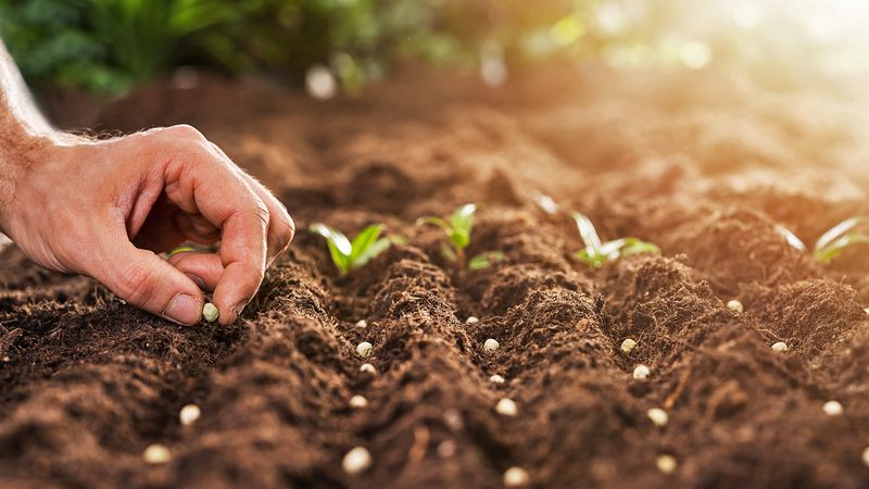 Direct-sow a small patch instead of forcing a transplant