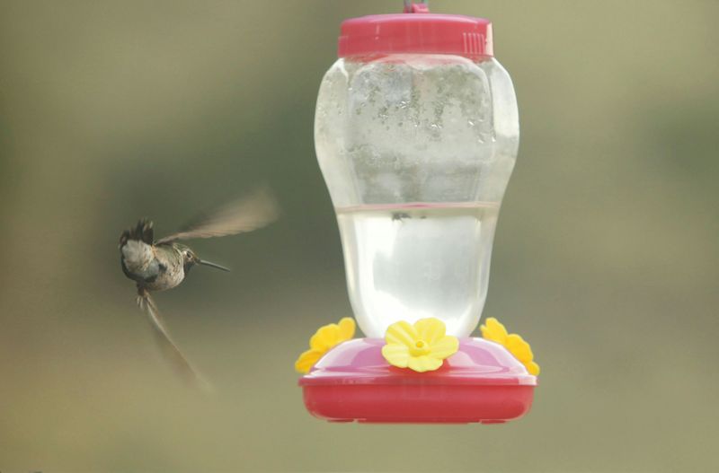 Direct summer sun can degrade the nectar
