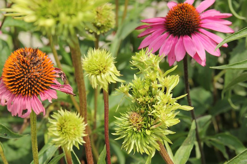 Distinctive symptoms can redirect the diagnosis