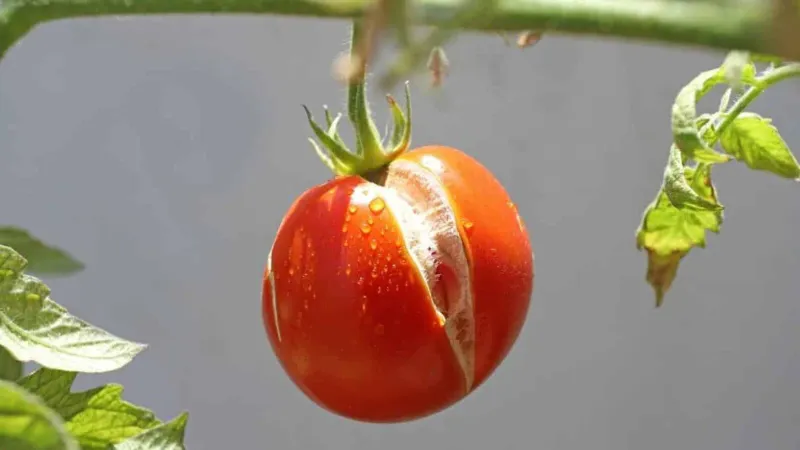 Distinguish Cracks From Other Tomato Damage