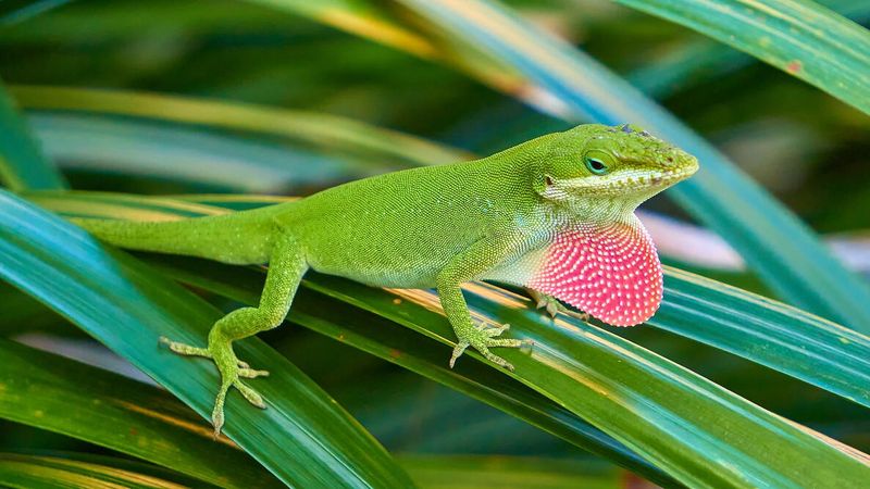 Do More Anoles Mean More Pests?