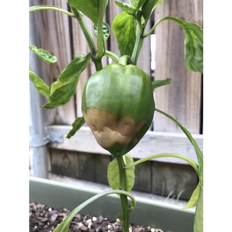 Do Not Confuse Pollination Failure With Blossom-End Rot Do Not Confuse Pollination Failure With Blossom-End Rot