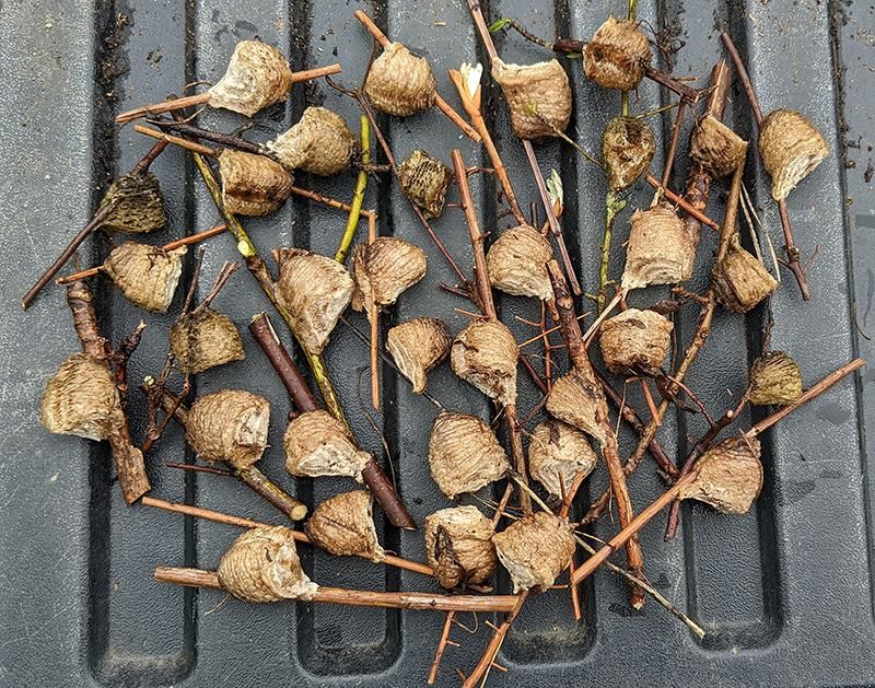 Do not buy mantis egg cases for pest control