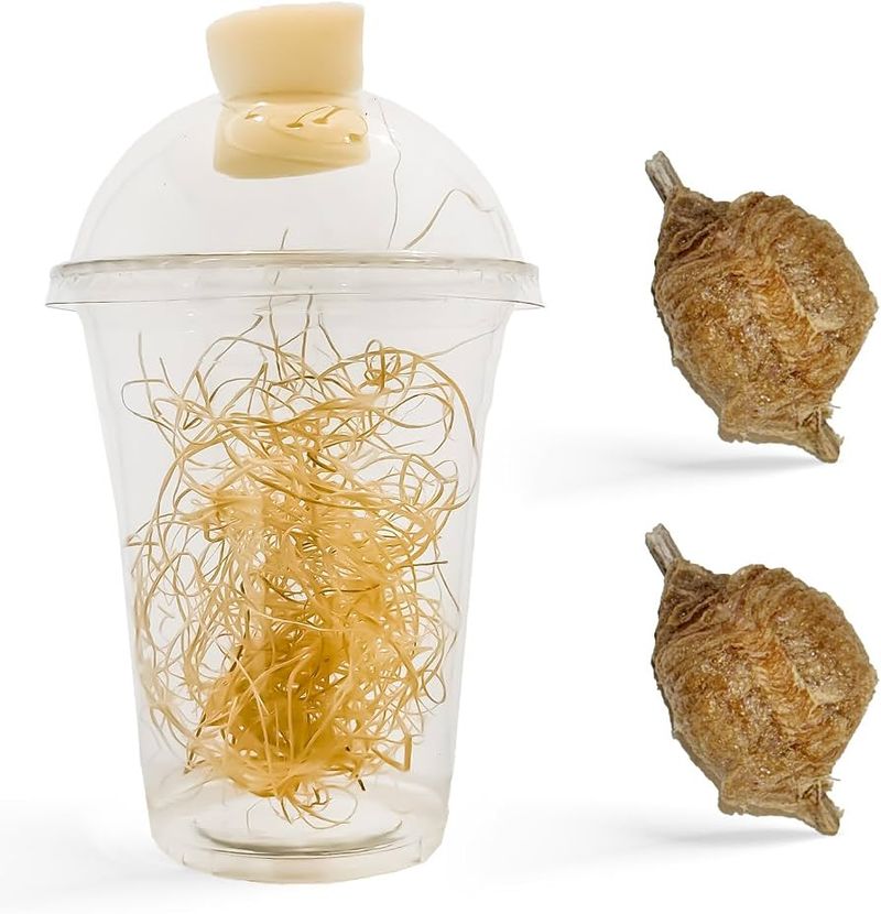 Do not buy mantis egg cases to solve an infestation