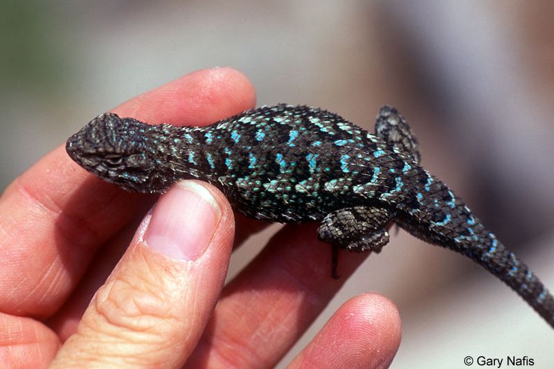 Do not capture or relocate lizards