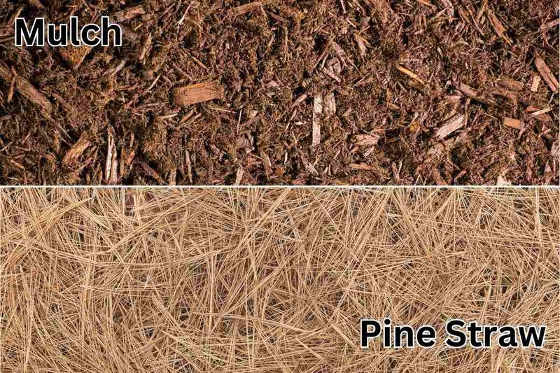 Do not confuse cones with pine straw, bark, or biochar