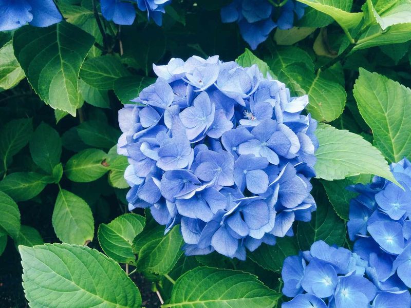 Do not confuse flower color with flower production
