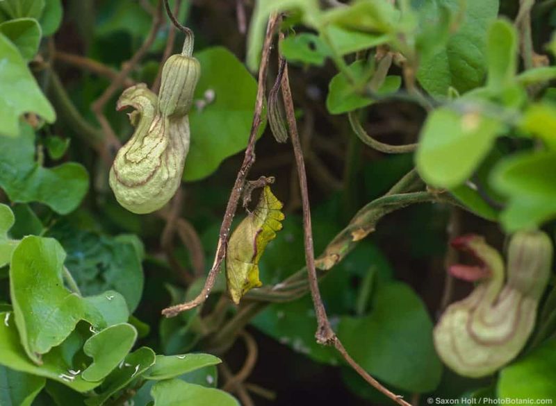 Do not confuse honeysuckle with California pipevine