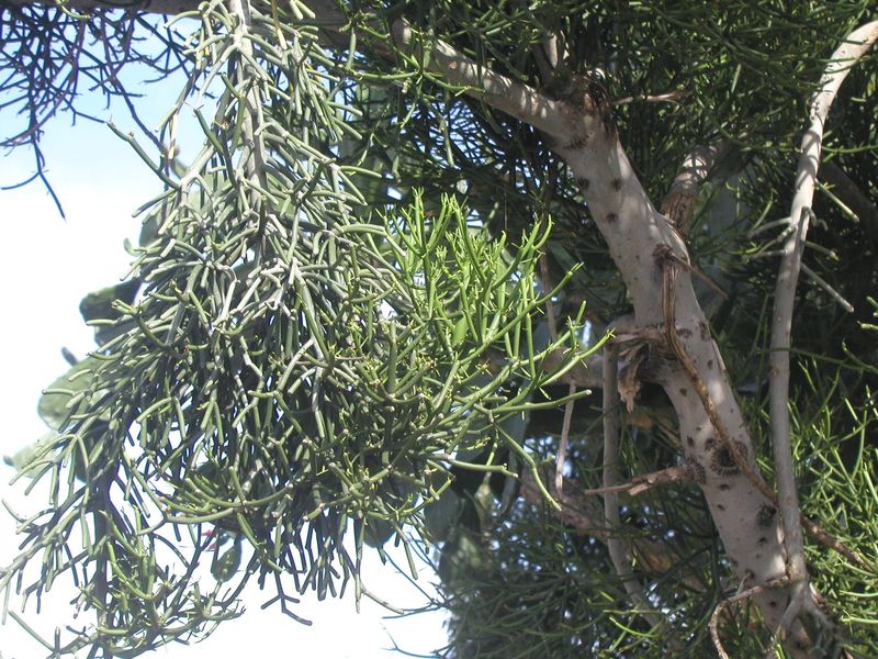 Do not confuse it with other toxic Florida plants