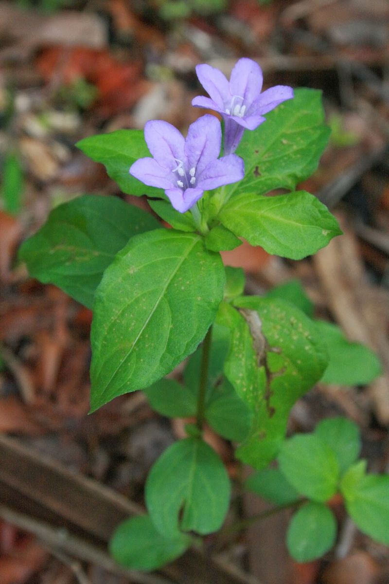 Do not confuse native wild petunia with Mexican petunia