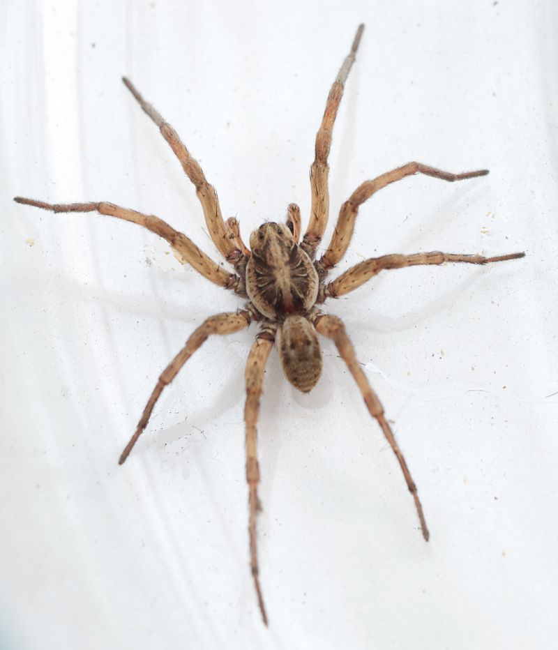 Do not mistake a predator for tick or mosquito control