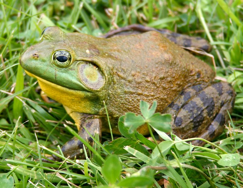 Do not mistake an invasive American bullfrog for a native treefrog