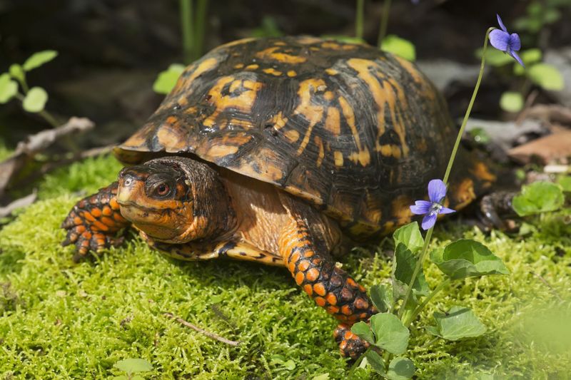 Do not mistake occasional turtle feeding for pest control Do not mistake occasional turtle feeding for pest control