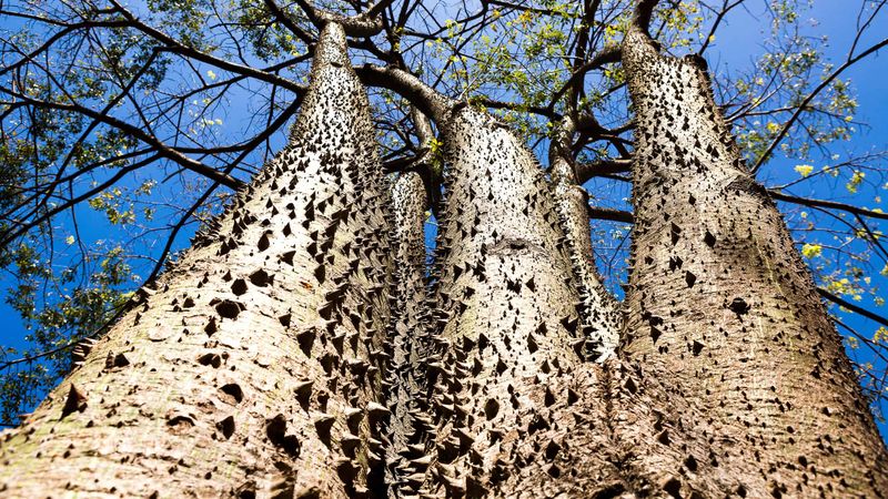 Do not mistake the sandbox tree for manchineel