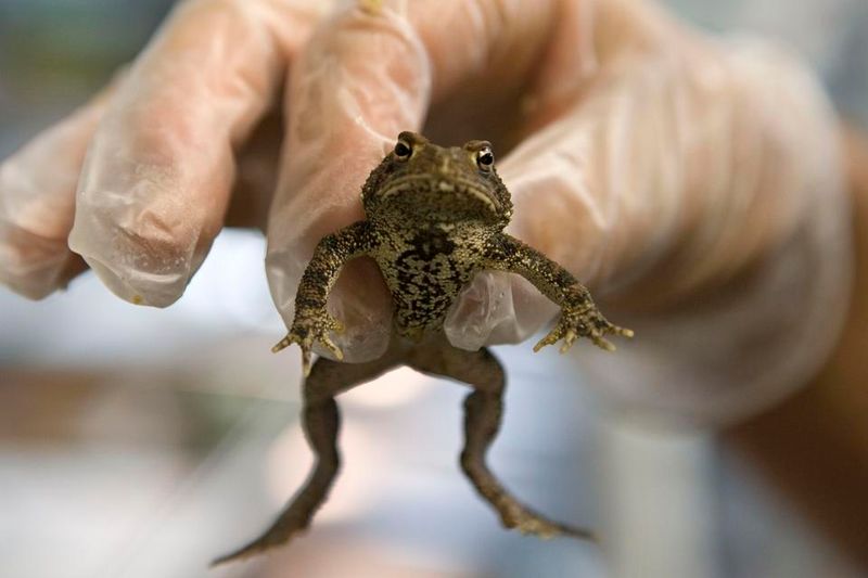 Do not move amphibians into the yard