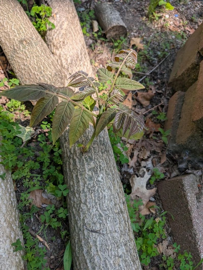 Do not simply cut an established tree