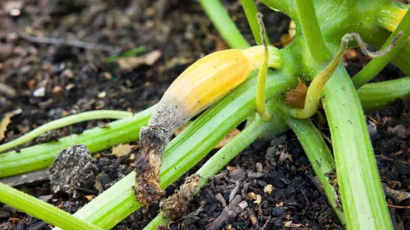 Do not treat huge leaves with guessed nutrients