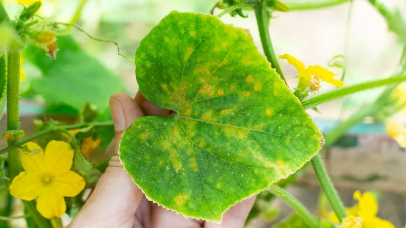 Do not try to cure a suspect systemic infection with sprays