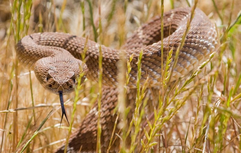 Do not turn a sighting into a bite