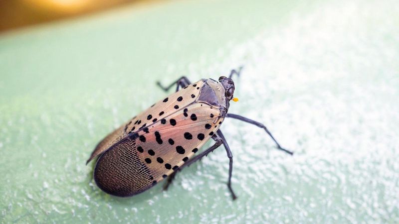 Document and report a suspected sighting before moving outdoor items
