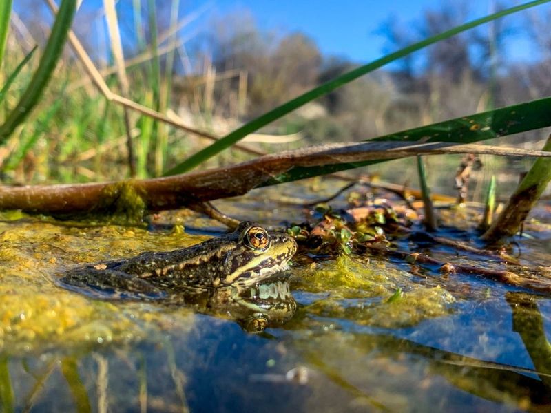 Does a summer visitor mean the frogs are breeding there? Does a summer visitor mean the frogs are breeding there?