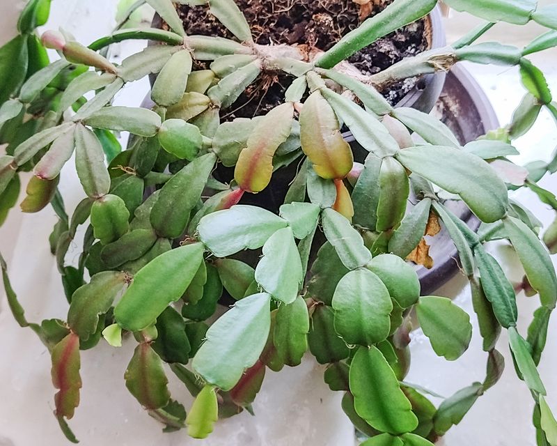 Does the color pattern support sun stress?