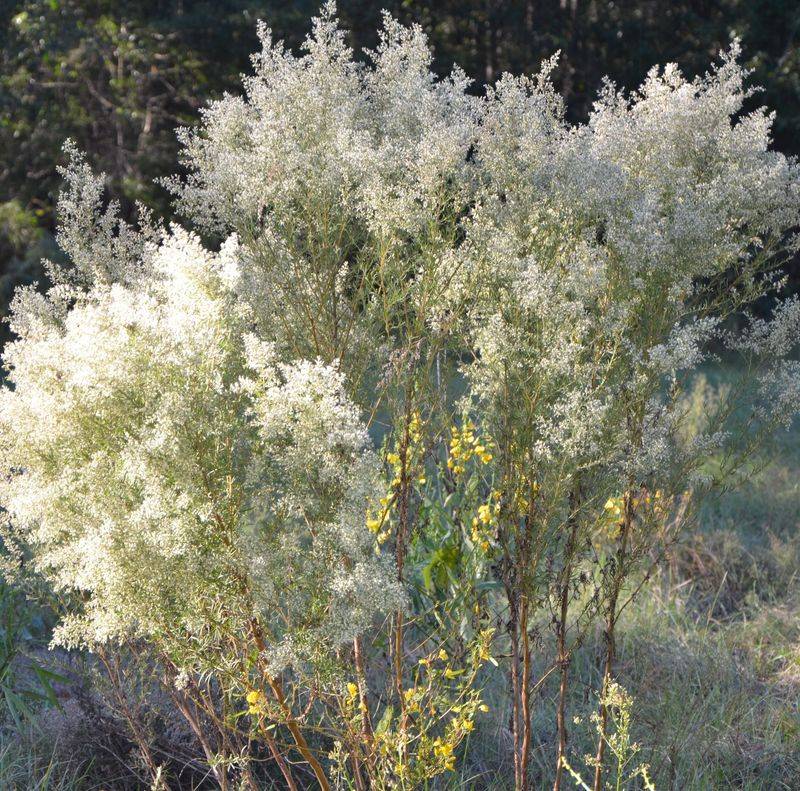 Dogfennel