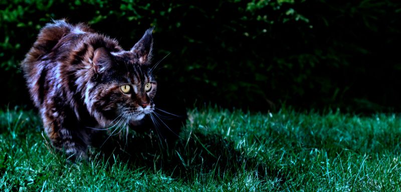 Domestic and Feral Cats at Night